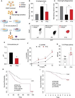 Warburg Effect Is a Cancer Immune Evasion Mechanism Against Macrophage Immunosurveillance